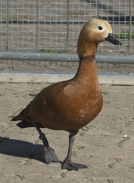 理念